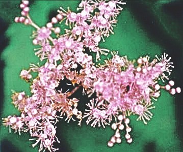 下野草、草下野［薔薇科］