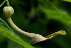 馬の鈴草「馬の鈴草科」