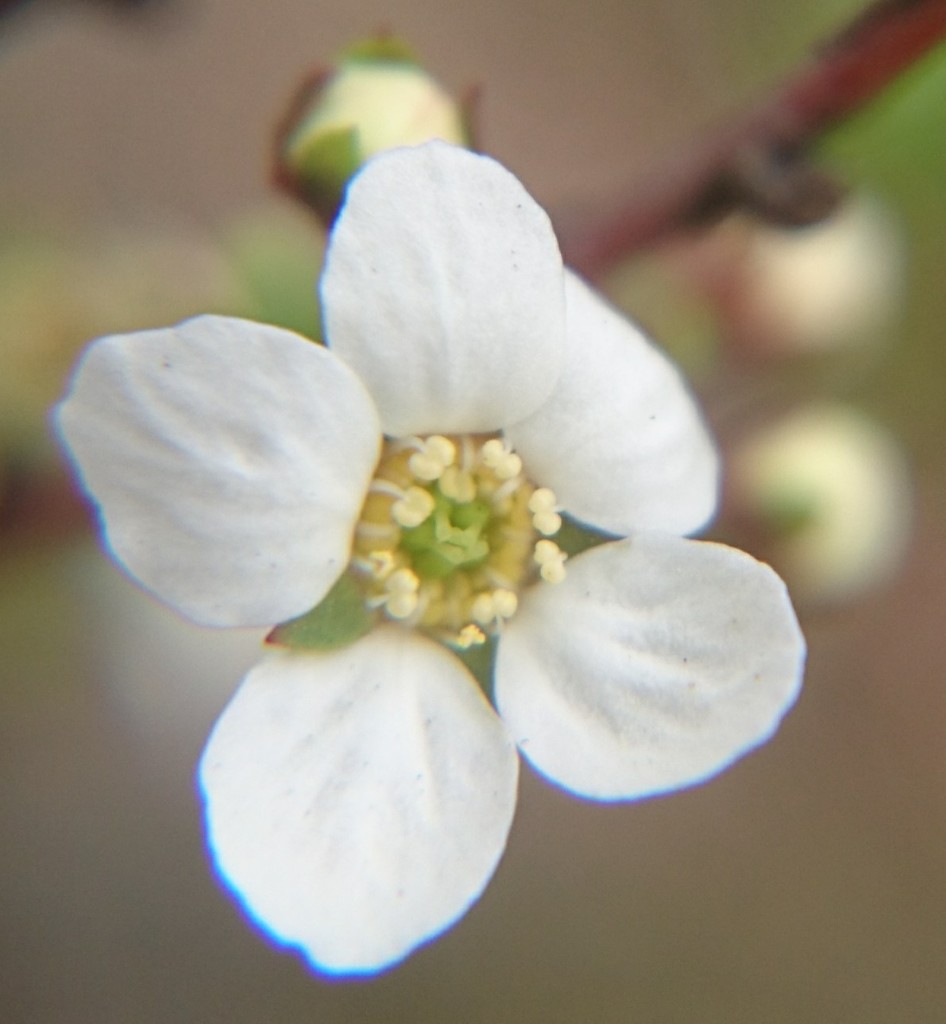 雪柳［薔薇科］
