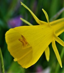 ペチコート水仙［彼岸花科］