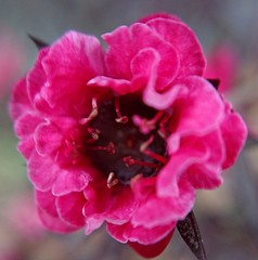 檉柳梅、御柳梅、魚柳梅［蒲桃(フトモモ)科］