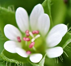 小繁縷(コハコベ)［撫子科］