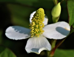 蕺草(ドクダミ)、毒痛み、毒溜め、魚腥草、地獄蕎麦、十薬［ドクダミ科］