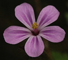 姫風露、塩焼草［風露草科］