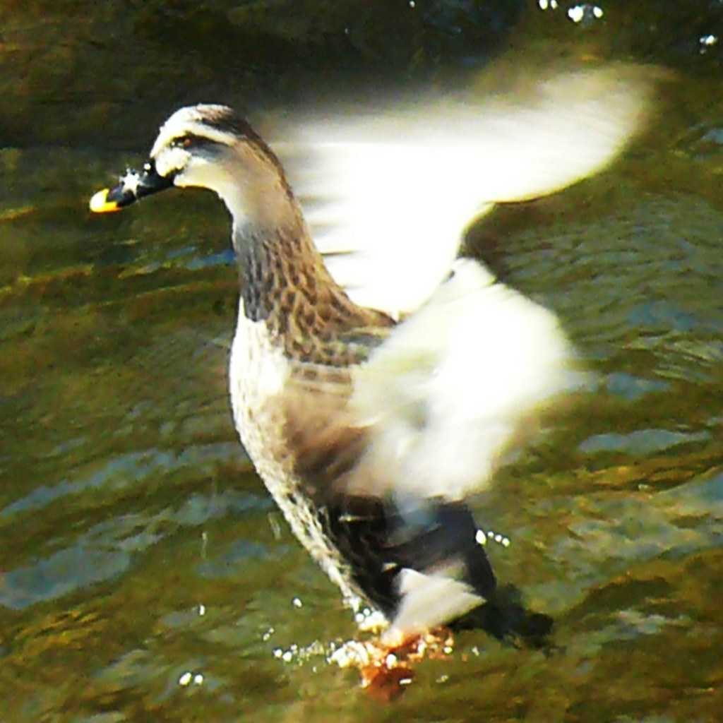軽鴨