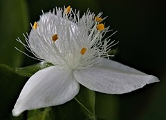 常磐露草、野博多唐草［露草科］
