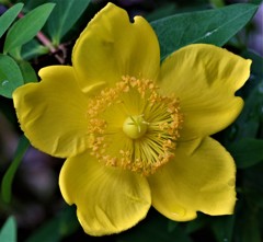 大輪金糸梅、ヒペリカム・ヒドコート［弟切草科］