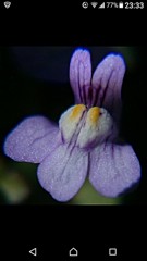 蔦葉海蘭、蔦唐草、海蘭葛［大葉子科］