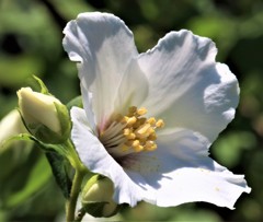 梅花空木、薩摩空木［紫陽花科］