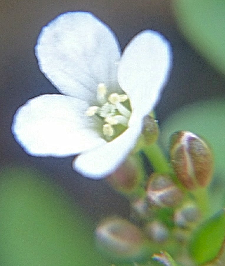 薺(ナズナ)、ぺんぺん草、三味線草［油菜科］