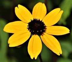 ルドベキア・トリロバ、ルドベキア・タカオ、三つ葉大反魂草、大三葉反魂草［菊科］