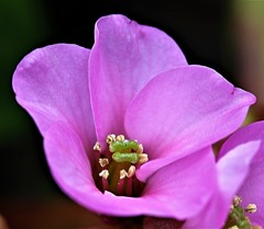 ヒマラヤ雪の下、大岩団扇、ウインター・ベゴニア［雪の下科］