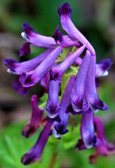 紫華鬘、藪華鬘［芥子科］