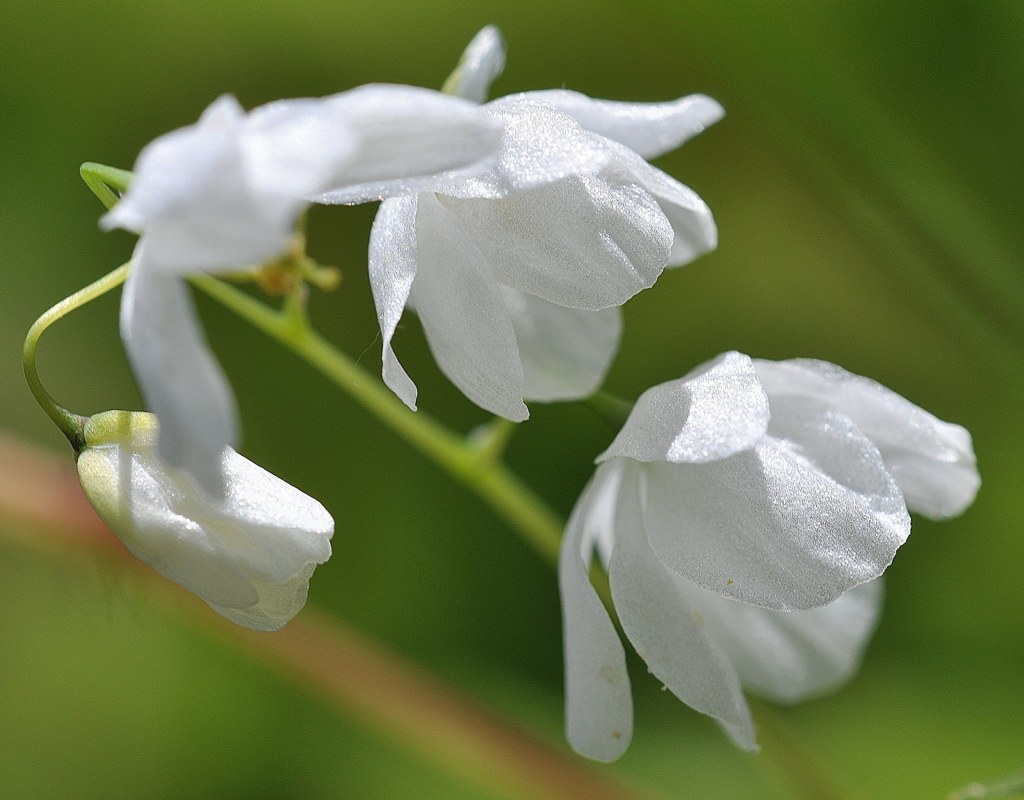 梅花碇草、梅花錨草［目木科］