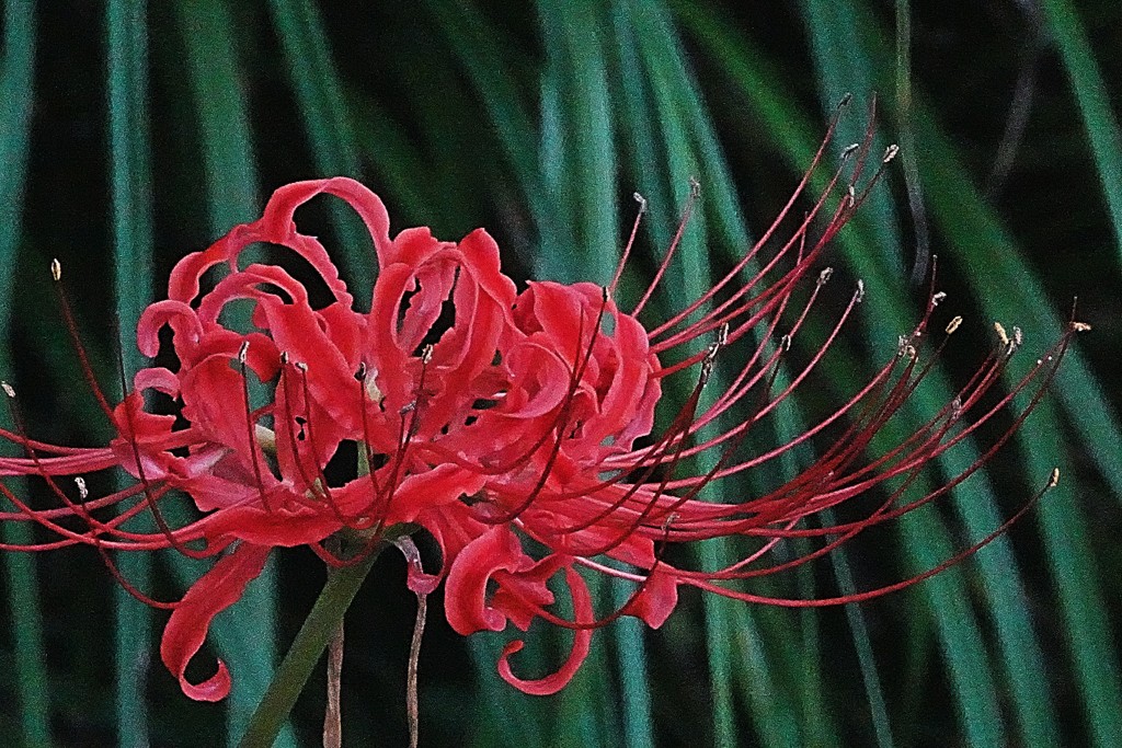 彼岸花、曼珠沙華［彼岸花科］