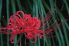 彼岸花、曼珠沙華［彼岸花科］