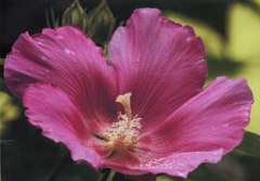 芙蓉(蓮の美称)、木芙蓉［葵科］