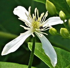 仙人草、馬食わず、牛の歯毀れ ［金鳳花科］