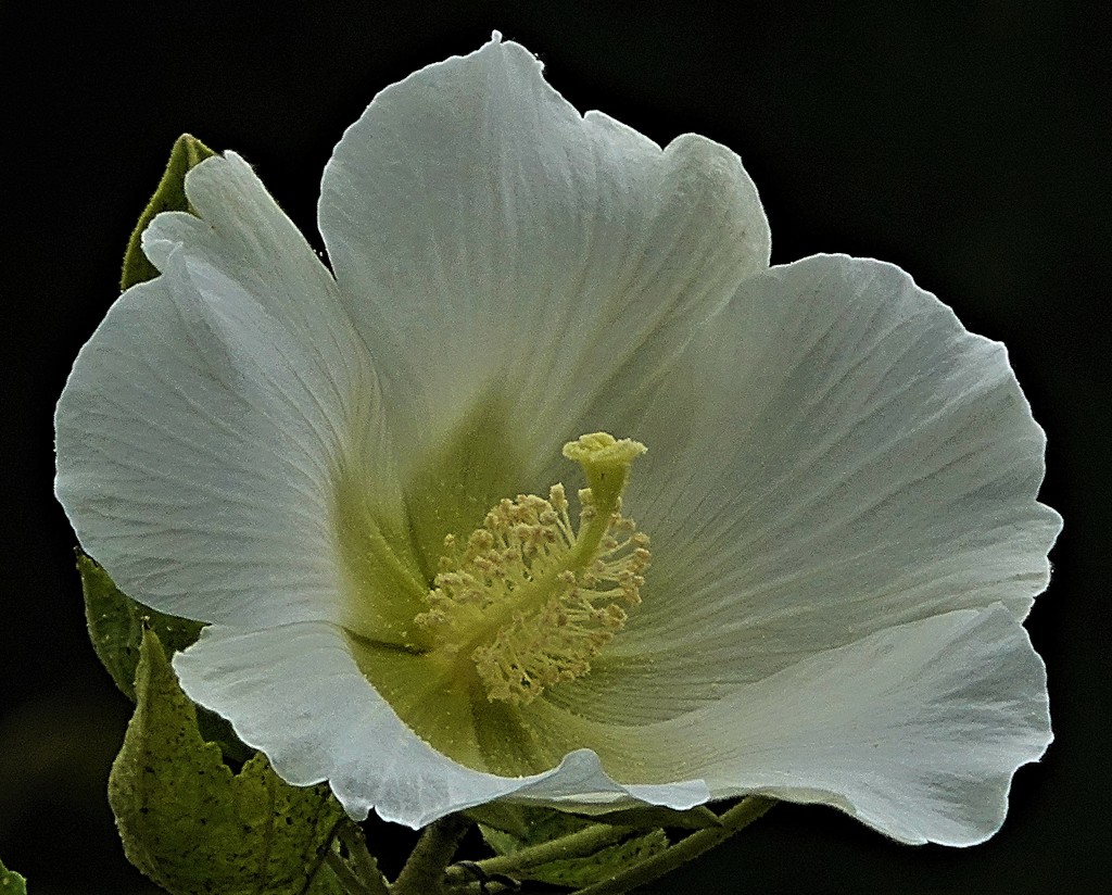 芙蓉(蓮の美称)、木芙蓉［葵科］