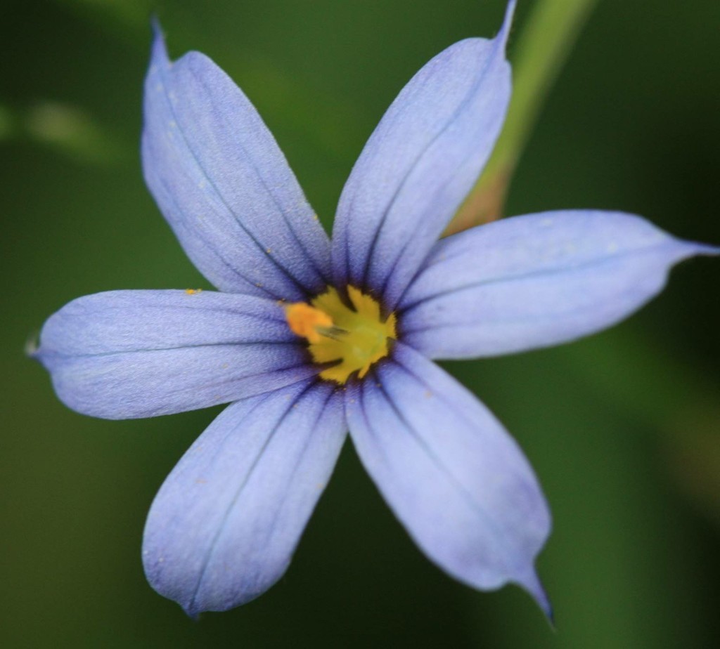 瑠璃庭石菖、藍色庭石菖［文目科］