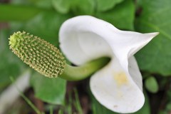 水芭蕉、牛の舌(ベコノシタ)、観音蓮［里芋科］