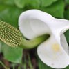 水芭蕉、牛の舌(ベコノシタ)、観音蓮［里芋科］