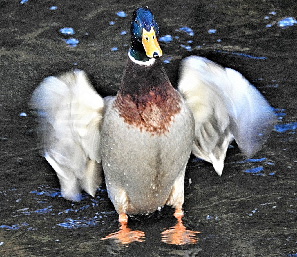 真鴨 ♂