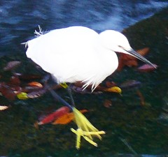 小鷺