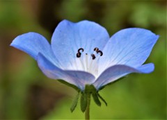 瑠璃唐草、ネモフィラ［紫科］