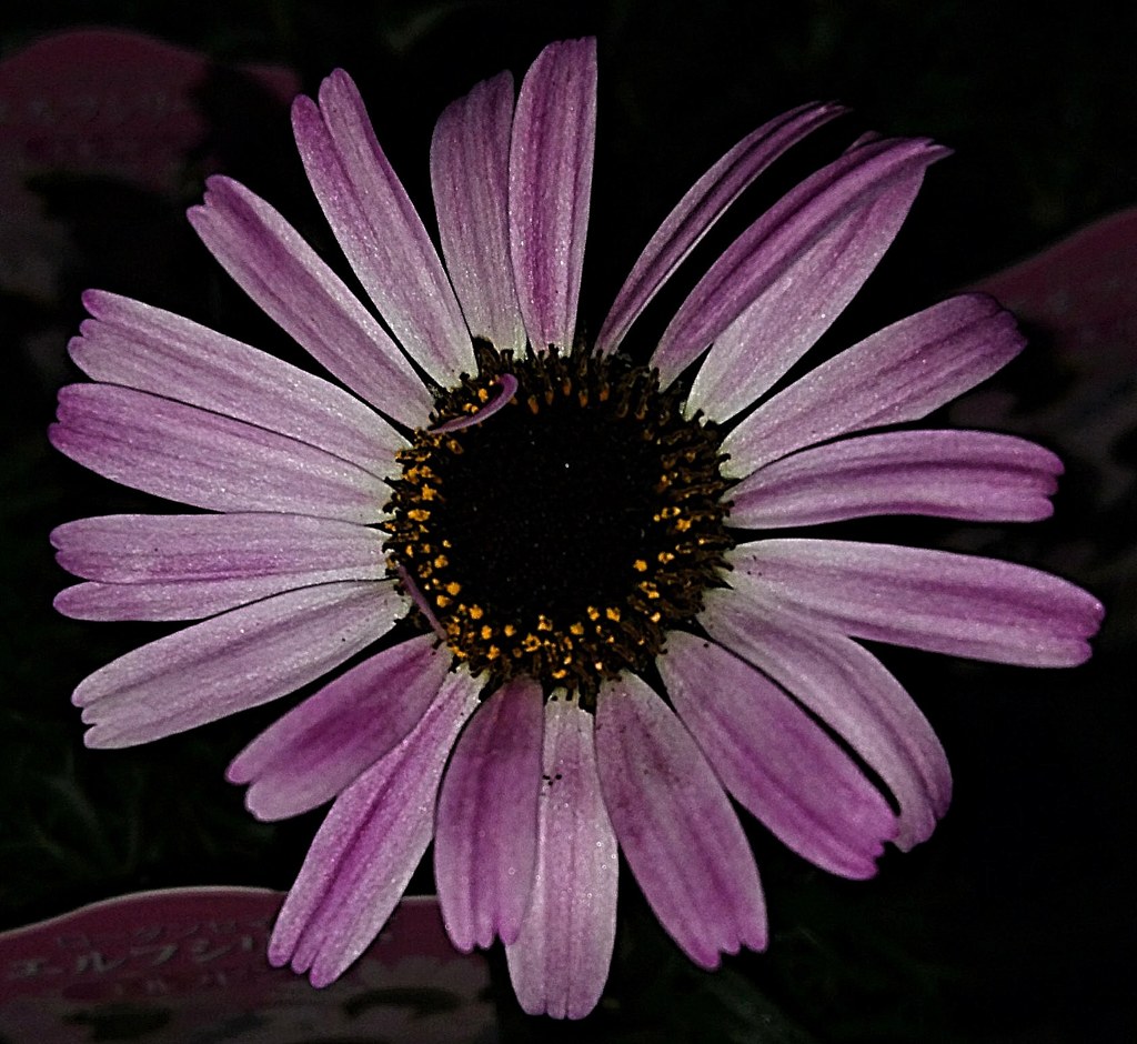 ローダンセマム［菊科］