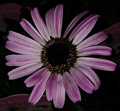 ローダンセマム［菊科］