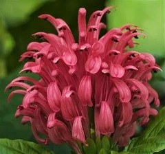 珊瑚花、ジャコビニア［狐の孫科］