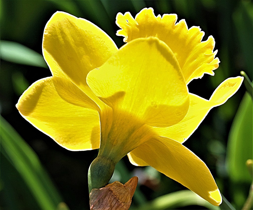 喇叭水仙［彼岸花科］