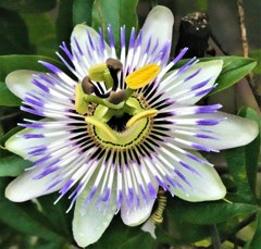 時計草、パッションフラワー(キリストの受難の花)［時計草科］