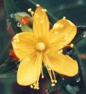 岩弟切［弟切草科］