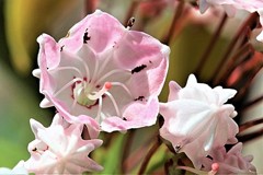 花笠石楠花、亜米利加石楠花、カルミア［躑躅科］