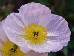 シベリア雛罌粟 、アイスランドポピー［芥子科］