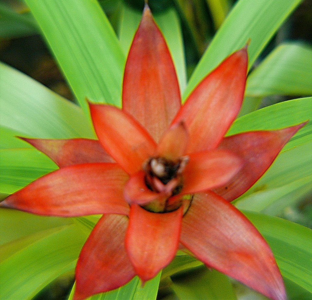 グズマニア［パイナップル科］