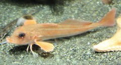 金頭、方頭魚、火魚