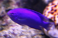 瑠璃雀鯛