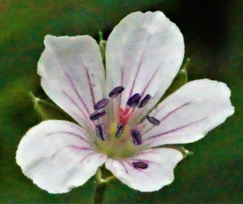 現の証拠、神輿草［風露草科］