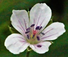 現の証拠、神輿草［風露草科］