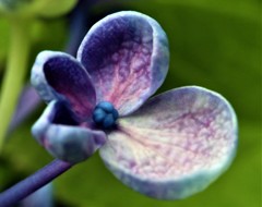 渦紫陽花、お多福紫陽花［紫陽花科］