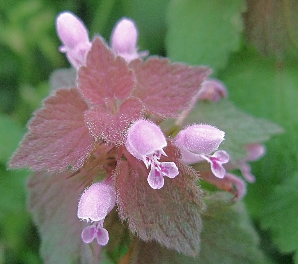 姫踊子草、三階草［紫蘇科］