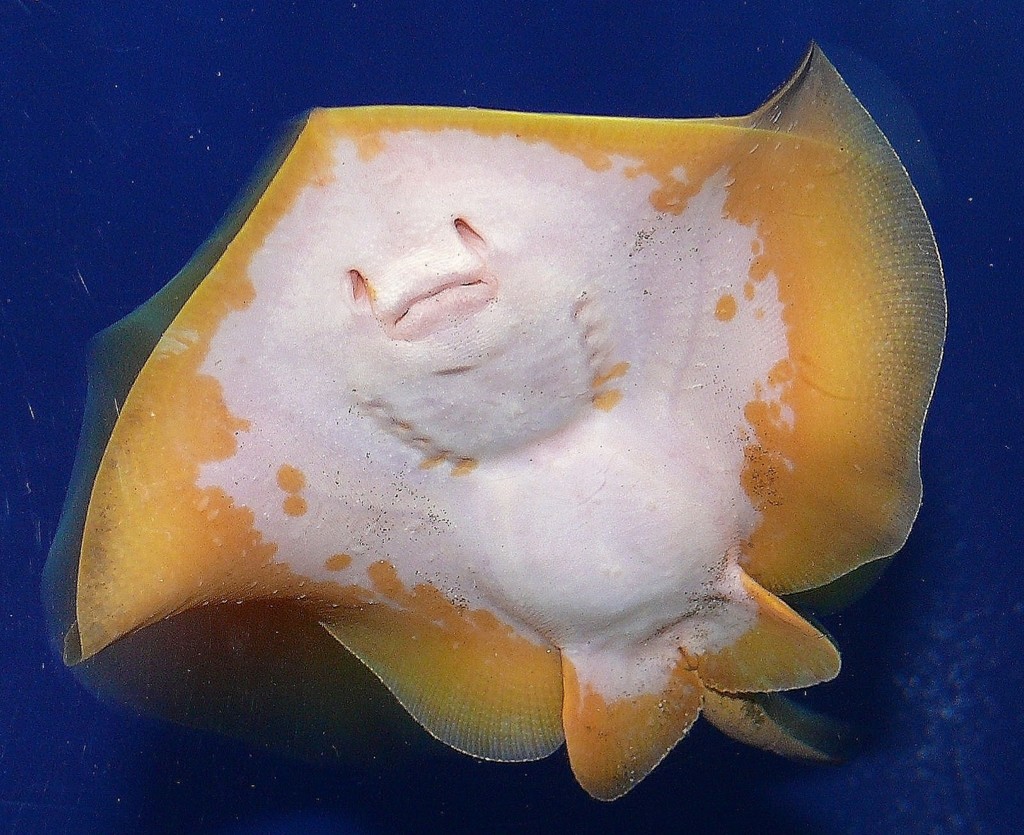 アカエイ