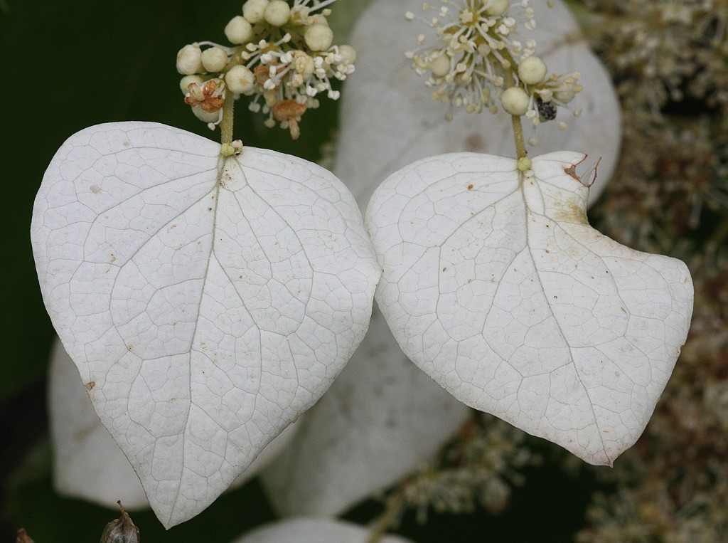 岩絡(イワガラミ)［紫陽花科］