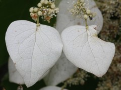 岩絡(イワガラミ)［紫陽花科］