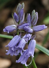 釣鐘水仙、スパニッシュ・ブルーベル、シラー・カンパニュラータ［雉隠科］