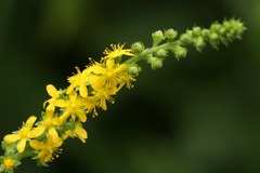 金水引［薔薇科］