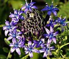 大蔓穂、シラー・ペルビアナ、ワイルド・ヒヤシンス［雉隠科］